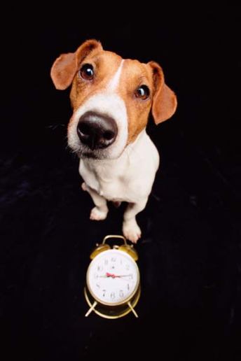 dog-time-perception-2